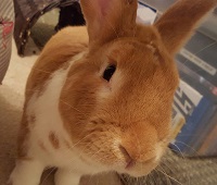 Cadbury the rabbit.